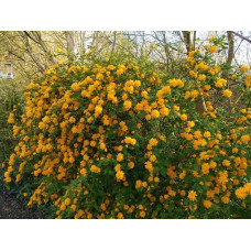 Керія японська Пленіфлора | Kerria japonica Pleniflora | Керрия японская Пленифлора