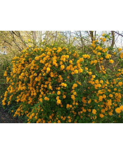 Керія японська Пленіфлора | Kerria japonica Pleniflora | Керрия японская Пленифлора