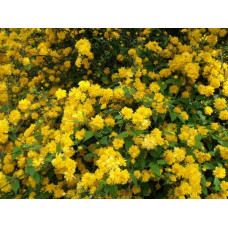 Керія японська Пленіфлора | Kerria japonica Pleniflora | Керрия японская Пленифлора