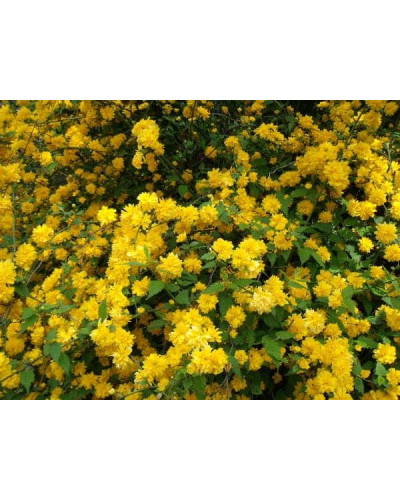 Керія японська Пленіфлора | Kerria japonica Pleniflora | Керрия японская Пленифлора