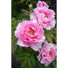 Півонія деревовидна | Пион древовидный | Paeonia suffruticosa