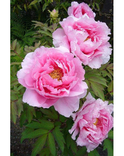 Півонія деревовидна | Пион древовидный | Paeonia suffruticosa