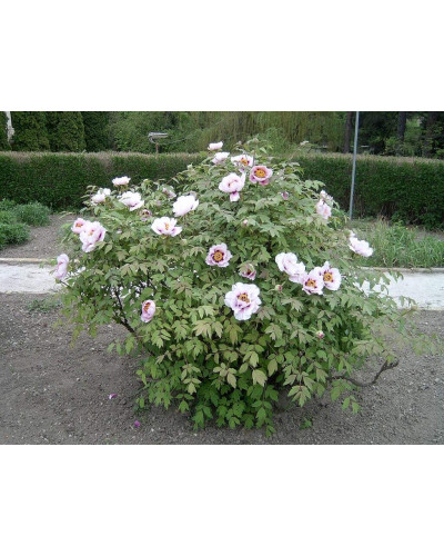 Півонія деревовидна | Пион древовидный | Paeonia suffruticosa