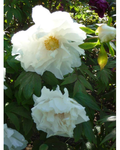 Півонія деревовидна | Пион древовидный | Paeonia suffruticosa