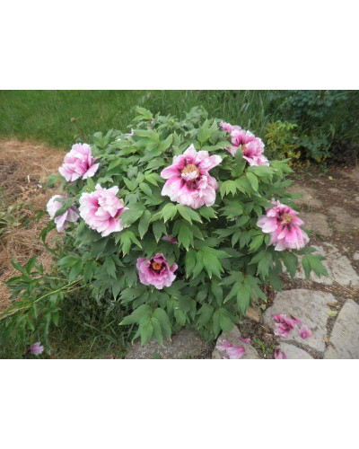 Півонія деревовидна | Пион древовидный | Paeonia suffruticosa