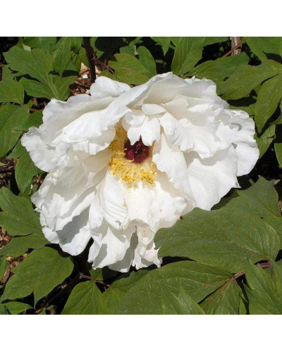 Півонія деревовидна | Пион древовидный | Paeonia suffruticosa
