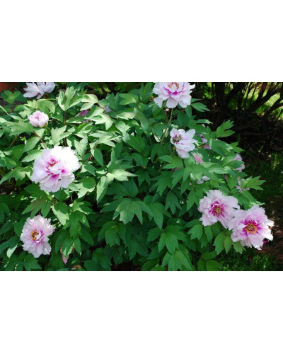 Півонія деревовидна | Пион древовидный | Paeonia suffruticosa