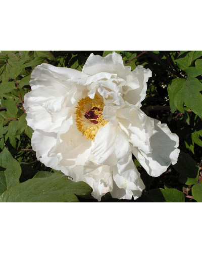 Півонія деревовидна | Пион древовидный | Paeonia suffruticosa
