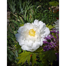 Півонія деревовидна | Пион древовидный | Paeonia suffruticosa