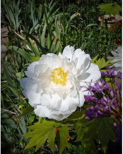 Півонія деревовидна | Пион древовидный | Paeonia suffruticosa