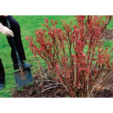 Півонія деревовидна | Пион древовидный | Paeonia suffruticosa