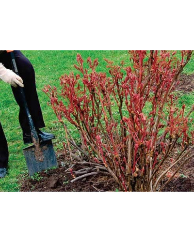 Півонія деревовидна | Пион древовидный | Paeonia suffruticosa