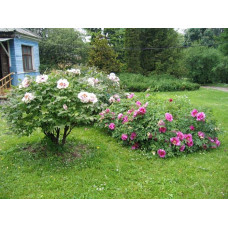 Півонія деревовидна | Пион древовидный | Paeonia suffruticosa