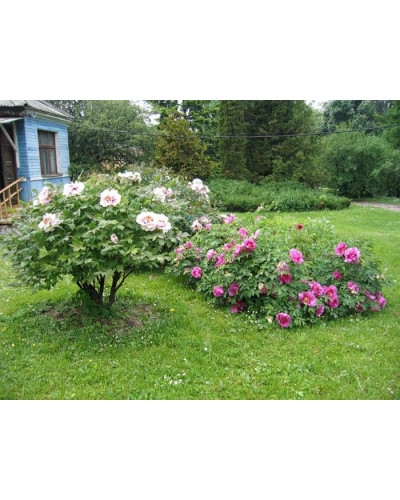 Півонія деревовидна | Пион древовидный | Paeonia suffruticosa