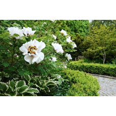 Півонія деревовидна | Пион древовидный | Paeonia suffruticosa
