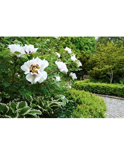 Півонія деревовидна | Пион древовидный | Paeonia suffruticosa