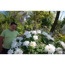 Півонія деревовидна | Пион древовидный | Paeonia suffruticosa