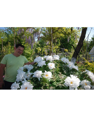 Півонія деревовидна | Пион древовидный | Paeonia suffruticosa