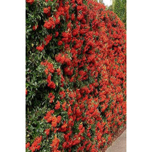 Піраканта Ред Колумн | Пираканта Ред Колумн | Pyracantha coccinea Red Column