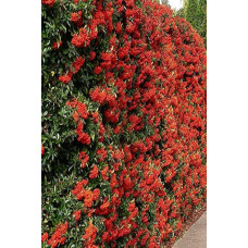 Піраканта Ред Колумн | Пираканта Ред Колумн | Pyracantha coccinea Red Column