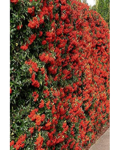 Піраканта Ред Колумн | Пираканта Ред Колумн | Pyracantha coccinea Red Column