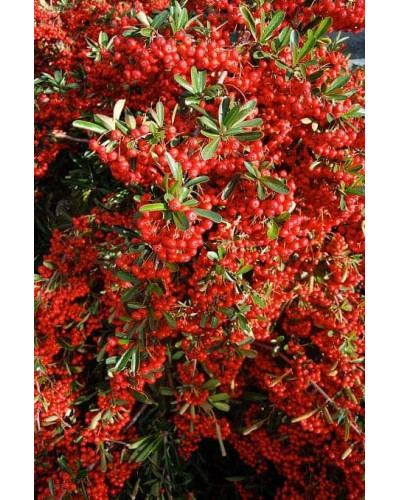 Піраканта Ред Колумн | Пираканта Ред Колумн | Pyracantha coccinea Red Column