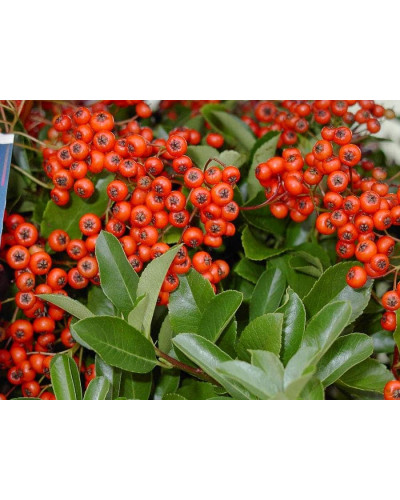 Піраканта Ред Колумн | Пираканта Ред Колумн | Pyracantha coccinea Red Column