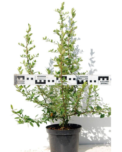 Піраканта Ред Колумн | Пираканта Ред Колумн | Pyracantha coccinea Red Column
