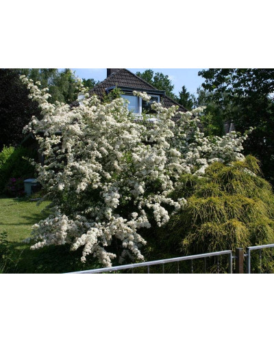Піраканта Ред Колумн | Пираканта Ред Колумн | Pyracantha coccinea Red Column