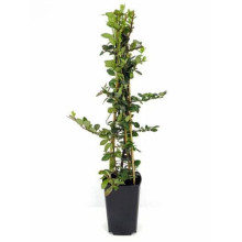 Піраканта Ред Колумн | Пираканта Ред Колумн | Pyracantha coccinea Red Column