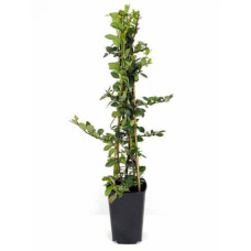 Піраканта Ред Колумн | Пираканта Ред Колумн | Pyracantha coccinea Red Column