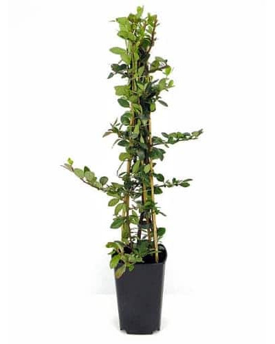 Піраканта Ред Колумн | Пираканта Ред Колумн | Pyracantha coccinea Red Column