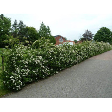 Піраканта Ред Колумн | Пираканта Ред Колумн | Pyracantha coccinea Red Column