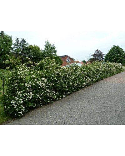 Піраканта Ред Колумн | Пираканта Ред Колумн | Pyracantha coccinea Red Column