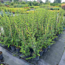 Піраканта Ред Колумн | Пираканта Ред Колумн | Pyracantha coccinea Red Column