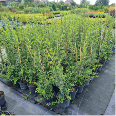 Піраканта Ред Колумн | Пираканта Ред Колумн | Pyracantha coccinea Red Column