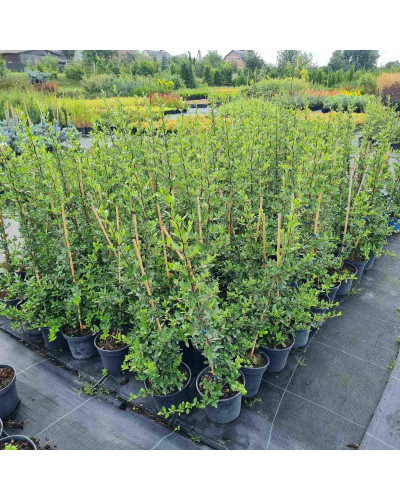 Піраканта Ред Колумн | Пираканта Ред Колумн | Pyracantha coccinea Red Column