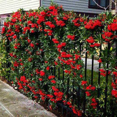 Піраканта Ред Колумн | Пираканта Ред Колумн | Pyracantha coccinea Red Column
