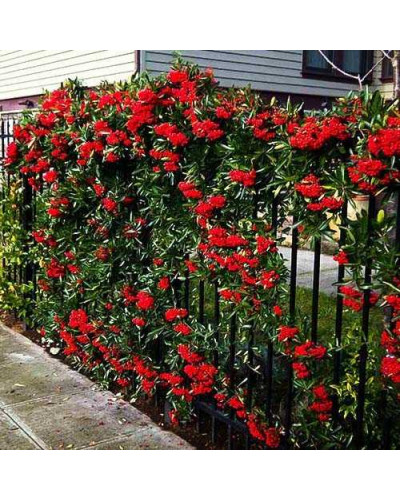 Піраканта Ред Колумн | Пираканта Ред Колумн | Pyracantha coccinea Red Column