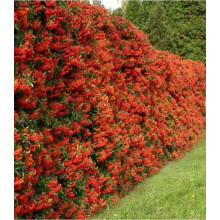 Піраканта Ред Колумн | Пираканта Ред Колумн | Pyracantha coccinea Red Column