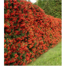 Піраканта Ред Колумн | Пираканта Ред Колумн | Pyracantha coccinea Red Column