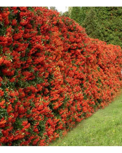 Піраканта Ред Колумн | Пираканта Ред Колумн | Pyracantha coccinea Red Column