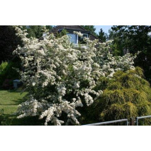 Піраканта Ред Колумн | Пираканта Ред Колумн | Pyracantha coccinea Red Column