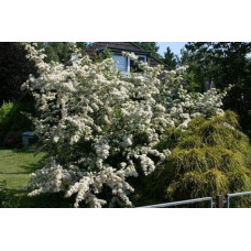 Піраканта Ред Колумн | Пираканта Ред Колумн | Pyracantha coccinea Red Column