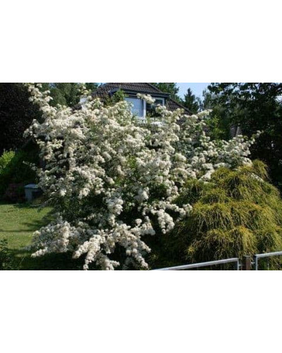 Піраканта Ред Колумн | Пираканта Ред Колумн | Pyracantha coccinea Red Column