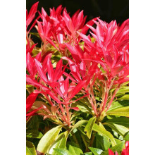 Пієріс японський Форест Флейм | Пиерис японский Форест Флэйм | Pieris japonica Forest Flame