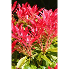 Пієріс японський Форест Флейм | Пиерис японский Форест Флэйм | Pieris japonica Forest Flame