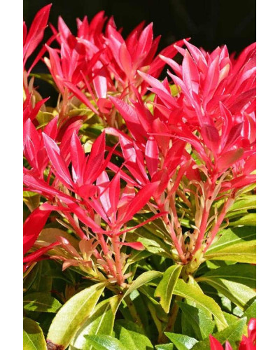 Пієріс японський Форест Флейм | Пиерис японский Форест Флэйм | Pieris japonica Forest Flame