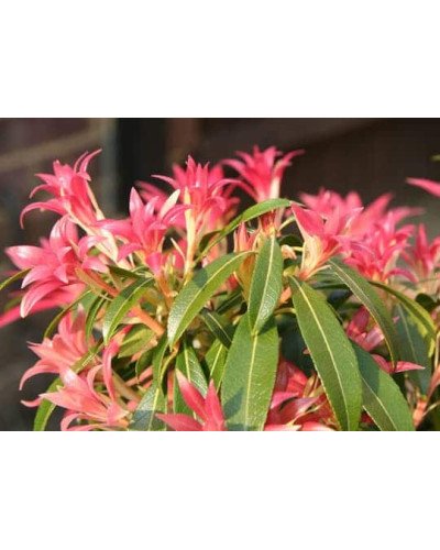 Пієріс японський Форест Флейм | Пиерис японский Форест Флэйм | Pieris japonica Forest Flame