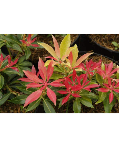 Пієріс японський Форест Флейм | Пиерис японский Форест Флэйм | Pieris japonica Forest Flame